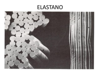 ELASTANO
 