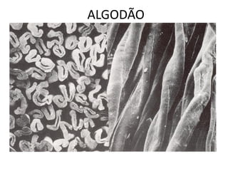 ALGODÃO
 