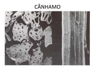 CÂNHAMO
 