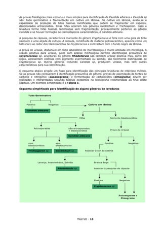 Mod VII - 13
As provas fisiológicas mais comuns e mais simples para identificação de Candida albicans e Candida sp
são: tubo germinativo e filamentação em cultivo em lâmina. No cultivo em lâmina, avalia-se a
capacidade de produção de hifas hialinas ramificadas que podem se fragmentar em esporos,
denominados artroconídios. Estas hifas ocorrem nos gêneros Geotrichum e Trichosporon. Caso a
levedura forme hifas hialinas ramificadas sem fragmentação, provavelmente pertence ao gênero
Candida e se houver formação de clamidósporos caracteristicos, é Candida albicans.
A pesquisa de cápsula, característica marcante do gênero Cryptococcus é feita com uma gota de tinta
nanquim e uma alçada da cultura. A cápsula, constituída de material polissacarídico, aparece como um
halo claro ao redor dos blastoconídios de Cryptococcus e contrastam com o fundo negro da lâmina.
A prova de urease, disponível em todo laboratório de microbiologia é muito utilizada em micologia. A
reação positiva para urease, junto com análise morfológica permite identificação presuntiva de
Cryptococcus sp. Leveduras do gênero Rhodotorula são também urease positiva mas, como em
regra, apresentam colônias com pigmento avermelhado ou salmão, são facilmente distinguidas de
Cryptococcus sp. Outros gêneros incluindo Candida sp, produzem urease, mas tem outras
características para sua identificação.
O esquema abaixo propõe um fluxo para identificação das principais leveduras de interesse médico.
Se as provas não conduzirem à identificação presuntiva do gênero, provas de assimilação de fontes de
carbono e nitrogênio (auxanograma) e fermentação de carboidratos (zimograma) devem ser
realizadas e interpretadas segundo tabelas existentes na bibliografia recomendada ao final deste
capítulo. Um exemplo simplificado é a Tabela 1.
Esquema simplificado para identificação de alguns gêneros de leveduras
Auxanograma e
Zimograma
Tubo Germinativo
Positivo Negativo
Candida albicans
Cultivo em lâmina
Hifas Somente blastoconídios
Prova da Urease
Positiva Negativa
Associar à cor da colônia
Laranja, Avermelhada, Salmão Branca Bege
Rhodotorula sp Associar à pesquisa de cápsula
Artrosporadas não-artrosporadas
+ blastoconídios
com
blastoconídios
sem
blastoconídios
Trichosporon sp Geotrichum sp
Positiva Negativa
Cryptococcus sp
Candida albicans
 