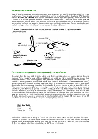 Mod VII - 14
PROVA DO TUBO GERMINATIVO
A partir de uma alçada da colônia isolada, fazer uma suspensão em tubo de ensaio contendo 0,5 ml de
soro humano (pode-se usar também soro estéril de bovino, cavalo ou coelho). Incubar a 37ºC durante
período máximo de 3 horas. Este prazo é importante porque, após esse período, outras espécies de
Candida e de outros gêneros, formam também tubo germinativo. Depositar então, uma gota da
suspensão sobre lâmina, cobrir com lamínula e examinar ao microscópio óptico. A presença de tubo
germinativo, na forma de pequeno filamento que brota do blastoconídio, sem formar constricção com
a célula-mãe, permite a identificação presuntiva de Candida albicans.
Prova do tubo germinativo com blastoconídios, tubo germinativo e pseudo-hifas de
Candida albicans
CULTIVO EM LÂMINA PARA PROVA DE FILAMENTAÇÃO E CLAMIDÓSPORO
Depositar 3 ml de ágar-fubá fundido, sobre uma lâmina contida sobre um suporte dentro de uma
placa de Petri. O suporte para a lâmina pode ser um bastão de vidro, outra lâmina ou apenas dois
palitos de madeira Após solidificação do meio, semear a levedura, com auxílio de uma agulha em “L”,
fazendo 2 estrias paralelas. Recobrir as estrias com lamínula esterilizada. Fazer uma câmara úmida,
acrescentando 2 ml de água destilada estéril na placa, ou embebendo um algodão estéril, para evitar
dessecação do meio, durante o período de incubação da prova. Tampar a placa e após 24h, 48h e
72h, examinar a preparação em microscópio ótico. A presença de hifas hialinas, septadas e
ramificadas, característica o gênero Candida e se houver formação de clamidósporos indica Candida
albicans. Formação exclusiva de artrósporos permite identificação de Geotrichum, mas quando são
formados também blastoconídios trata-se de Trichosporon. O meio de ágar fubá ou farinha de milho
pode ser adquirido no comércio (CornMeal agar) mas sua formulação é simples , ressaltando-se que
de todos as maneiras, deve-se acrescentar a substância tensoativa tween 80, para que a prova dê
resultados confiáveis. O meio tem a seguinte composição e preparo:
Meio ágar Fubá
Fubá 20 g
Ágar 10 g
Tween 80 5 ml
Adicionar o fubá em 250 ml de água e ferver até borbulhar. Filtrar o fubá em gaze dobrada em quatro.
Dissolver o ágar em 250 ml de água. Restaurar o volume da infusão de fubá para 250 ml, com água
quente, juntar as suspensões, ajustar o pH para 6,6 – 6,8 e adicionar o Tween 80. Distribuir volumes
de 5 ml em tubos e esterilizar em autoclave a 120ºC por 15 minutos.
 