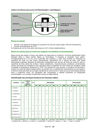 Mod VII - 15
Cultivo em lâmina para prova de filamentação e clamidósporo
PROVA DA UREASE
Semear uma alçada da levedura na superficie do meio de urease (ágar uréia de Christensen).
Incubar à temperatura de 37ºC.
A mudança da cor do meio para rosa bispo em 24 h, indica reação positiva.
PROVA DE ASSIMILAÇÃO DE FONTES DE CARBONO E NITROGÊNIO OU AUXANOGRAMA
Nessa prova são usados 2 meios, que podem ser adquiridos no comércio, na forma desidratada (Yeast
Nitrogen Base e Yeast Carbon Base) ou formulados. A levedura é semeada "pour plate",
homogeneizando-se 2 ml de uma suspensão das colônias, a cada meio fundido ou semeada na
superfície de cada um dos meios, previamente, distribuídos em 2 placas de Petri. São então
adicionadas pequenas alíquotas de diferentes carboidratos que servem de fonte de carbono, sobre a
superfície do meio isento de carbono. Várias substâncias, incluindo álcoois, proteínas e aminoácidos
servem de fontes de nitrogênio e são colocadas sobre a superfície do meio isento de nitrogênio. Após
incubação à temperatura ambiente ou 25°C, por período de uma semana, a levedura irá assimilar e
crescer em volta de determinadas fontes, de acordo com o metabolismo característico de sua espécie.
A leitura é feita pelo halo de turvação resultante do crescimento e indica prova de assimilação positiva
para a respectiva fonte. Os resultados são comparados a tabelas existentes na bibliografia
recomendada e um exemplo simplificado consta na tabela abaixo.
Identificação das principais leveduras de interesse médico
Cultivo
em
lâmina
Assimilação FermentaçãoLevedura Tg
Hifa Ar
Ur
Sa Ma La Ce Tr Ra X I NO3 Gl Sa Ma La Ra Tr
C. albicans + + - - + + - - + + + - - + - + - - V
C. tropicalis - + - - + + - V + + + - - + V + - - +
C. parapsilosis - + - - + + - V + + + - - + - - - - V
C. krusei - + - - - - - - - - - - - + - - - - -
C.guilliermondii - + - - + + - + + + + - - + + - - + V
C. glabrata - - - - - - - - + - - - - + - - - - +
C. neoformans - - - + + + - V + V + + - - - - - - -
Geotrichum - + + - - - - - - - + - - V - - - - -
Trichosporon - + + V + + + + V V + V - - - - - - -
Rhodotorula sp - - - + + V - V + + + - - - - - - - -
Saccharomyces - - - - + + - - V + - - - + + + - + V
Tg = tubo germinativo, Ar = artrósporo, Ur= urease, Sa = sacarose, Ma=maltose,La = lactose, Ce = celubiose, Tr
= trealose, Ra = rafinose, X = xilose, I = inositol,NO3 = nitrato, Gl = glicose, + = pos, - = neg, V= variável
Lâmina
Lamínula
ágar fubá
Bastão de vidro
3 estrias com inóculo
da levedura
Água estéril sobre
papel de filtro
 