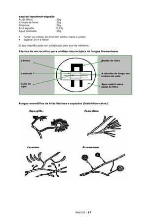 Mod VII - 17
Azul de lactofenol-algodão
Ácido lático 20g
Cristais de fenol 20g
Glicerina 20g
Azul algodão 0,05g
Água destilada 20g
Fundir os cristais de fenol em banho-maria e juntar
Esperar 24 h e filtrar
O azul algodão pode ser substituído pelo azul de metileno.
Técnica de microcultivo para análise microscópica de fungos filamentosos
Fungos anemófilos de hifas hialinas e septadas (hialohifomicetos)
Lâmina
Lamínula
Cubo de
ágar
Bastão de vidro
4 inóculos de fungo nas
laterais do cubo
Água estéril sobre
papel de filtro
 