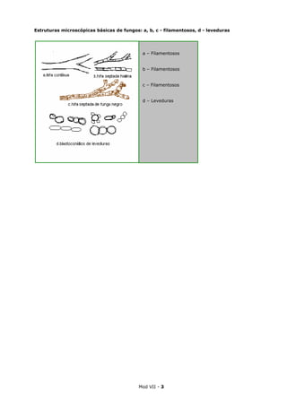 Mod VII - 3
Estruturas microscópicas básicas de fungos: a, b, c - filamentosos, d - leveduras
a – Filamentosos
b – Filamentosos
c – Filamentosos
d – Leveduras
 