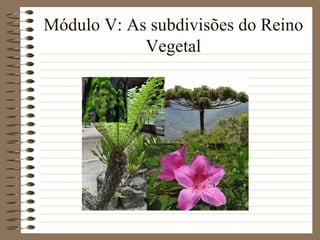 Módulo V: As subdivisões do Reino
            Vegetal
 