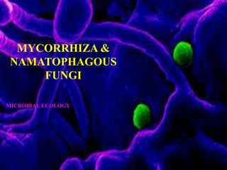MYCORRHIZA &
NAMATOPHAGOUS
FUNGI
MICROBIAL ECOLOGY
 