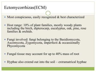 Ectomycorrhizas(ECM)
 Most conspicuous, easily recognized & best characterized
 Host range: 10% of plant families, mostly woody plants
including the birch, dipterocarp, eucalyptus, oak, pine, rose
families & orchids.
 Fungi involved: fungi belonging to the Basidiomycota,
Ascomycota, Zygomycota, imperfecti & occassionally
Phycomycota
 Fungal tissue may account for up to 40% mass of root
 Hyphae also extend out into the soil – extramatrical hyphae
 