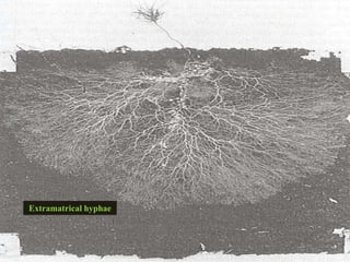 Extramatrical hyphae
 