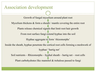 Association development
Growth of fungal mycelium around plant root
Mycelium thickens & form a sheath / mantle covering the entire root
Plants release chemical signals that limit root hair growth
From root surface fungi extend hyphae into the soil
Hyphae aggregate to form ‘rhizomorphs’
Inside the sheath, hyphae penetrate the cortical root cells forming a meshwork of
hyphae/ ‘hartig net’
Soil nutrients – Rhizomorphs – hyphal sheath – hartig net – root cells
Plant carbohydrates like mannitol & trehalose passed to fungi
 