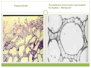 Fungal sheath Parenchyma of rot cortex surrounded
by hyphae – Hartig net
 
