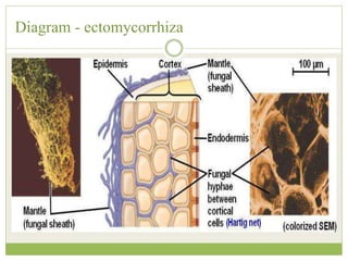 Diagram - ectomycorrhiza
 
