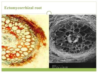 Ectomycorrhizal root
 