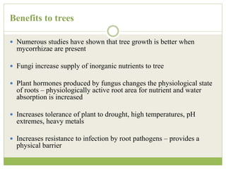 Benefits to trees
 Numerous studies have shown that tree growth is better when
mycorrhizae are present
 Fungi increase supply of inorganic nutrients to tree
 Plant hormones produced by fungus changes the physiological state
of roots – physiologically active root area for nutrient and water
absorption is increased
 Increases tolerance of plant to drought, high temperatures, pH
extremes, heavy metals
 Increases resistance to infection by root pathogens – provides a
physical barrier
 