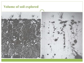 Volume of soil explored
 
