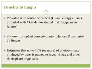 Benefits to fungus
 Provided with source of carbon (C) and energy (Plants
provided with CO2 demonstrated that C appears in
fungus)
 Sucrose from plant converted into trehalose & mannitol
by fungus
 Estimates that up to 10% (or more) of photosynthate
produced by trees is passed to mycorrhizae and other
rhizosphere organisms
 
