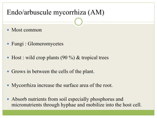 Endo/arbuscule mycorrhiza (AM)
 Most common
 Fungi : Glomeromycetes
 Host : wild crop plants (90 %) & tropical trees
 Grows in between the cells of the plant.
 Mycorrhiza increase the surface area of the root.
 Absorb nutrients from soil especially phosphorus and
micronutrients through hyphae and mobilize into the host cell.
 