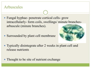 Arbuscules
 Fungal hyphae- penetrate cortical cells- grow
intracellularly- form coils, swellings/ minute branches-
arbuscule (minute branches).
 Surrounded by plant cell membrane
 Typically disintegrate after 2 weeks in plant cell and
release nutrients
 Thought to be site of nutrient exchange
 