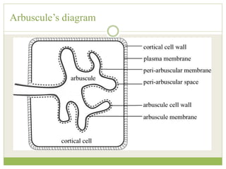 Arbuscule’s diagram
 