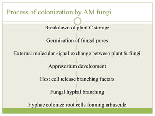 Process of colonization by AM fungi
Breakdown of plant C storage
Germination of fungal pores
External molecular signal exchange between plant & fungi
Appresorium development
Host cell release branching factors
Fungal hyphal branching
Hyphae colonize root cells forming arbuscule
 