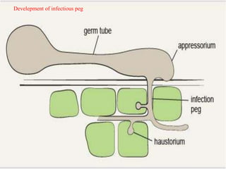 Develepment of infectious peg
 