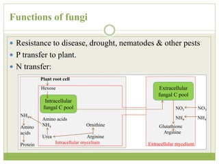 Functions of fungi
 Resistance to disease, drought, nematodes & other pests
 P transfer to plant.
 N transfer:
Intracellular
fungal C pool
Extracellular
fungal C pool
Hexose
Plant root cell
Amino acids
NH4 Ornithine
Urea Arginine
Intracellular mycelium
NH4
Amino
acids
Protein
NO3 NO3
NH4 NH4
Glutathione
Arginine
Extracellular mycelium
 