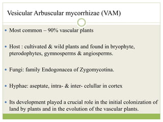 Vesicular Arbuscular mycorrhizae (VAM)
 Most common – 90% vascular plants
 Host : cultivated & wild plants and found in bryophyte,
pterodophytes, gymnosperms & angiosperms.
 Fungi: family Endogonacea of Zygomycotina.
 Hyphae: aseptate, intra- & inter- celullar in cortex
 Its development played a crucial role in the initial colonization of
land by plants and in the evolution of the vascular plants.
 