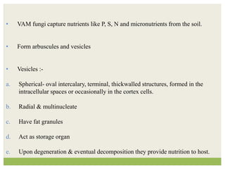 • VAM fungi capture nutrients like P, S, N and micronutrients from the soil.
• Form arbuscules and vesicles
• Vesicles :-
a. Spherical- oval intercalary, terminal, thickwalled structures, formed in the
intracellular spaces or occasionally in the cortex cells.
b. Radial & multinucleate
c. Have fat granules
d. Act as storage organ
e. Upon degeneration & eventual decomposition they provide nutrition to host.
 