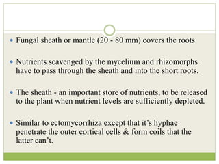  Fungal sheath or mantle (20 - 80 mm) covers the roots
 Nutrients scavenged by the mycelium and rhizomorphs
have to pass through the sheath and into the short roots.
 The sheath - an important store of nutrients, to be released
to the plant when nutrient levels are sufficiently depleted.
 Similar to ectomycorrhiza except that it’s hyphae
penetrate the outer cortical cells & form coils that the
latter can’t.
 