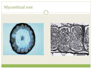 Mycorrhizal root
 