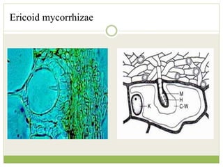 Ericoid mycorrhizae
 