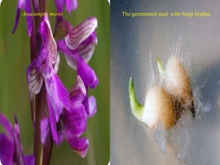 Anacamptis morio The germinated seed with fungi hyphae
 
