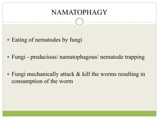 NAMATOPHAGY
 Eating of nematodes by fungi
 Fungi - predacious/ namatophagous/ nematode trapping
 Fungi mechanically attack & kill the worms resulting in
consumption of the worm
 