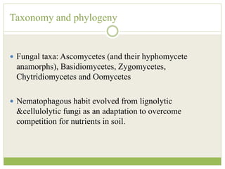 Taxonomy and phylogeny
 Fungal taxa: Ascomycetes (and their hyphomycete
anamorphs), Basidiomycetes, Zygomycetes,
Chytridiomycetes and Oomycetes
 Nematophagous habit evolved from lignolytic
&cellulolytic fungi as an adaptation to overcome
competition for nutrients in soil.
 