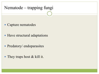 Nematode – trapping fungi
 Capture nematodes
 Have structural adaptations
 Predatory/ endoparasites
 They traps host & kill it.
 