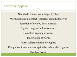 Adhesive hyphae
Nematode contact with fungal hyphae
Worm remains in contact (secreted/ coated adhesive)
Secretion of yellow, thick chemical
Hyphal outgrowth development
Complete trapping of worm
Inactivation of worm
Worm cell penetration by hyphae
Elongation & nutrient absorption by unbranched hyphae
Death of worm
 