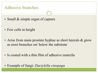 Adhesive branches
 Small & simple organ of capture
 Few cells in height
 Arise from main prostate hyphae as short laterals & grow
as erect branches on/ below the substrate
 Is coated with a thin film of adhesive materila
 Example of fungi: Dactylella cinopaga
 