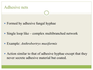 Adhesive nets
 Formed by adhesive fungal hyphae
 Single loop like – complex multibranched network
 Example: Anthrobortrys musiformis
 Action similar to that of adhesive hyphae except that they
never secrete adhesive material but coated.
 