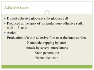 Adhesive knobs
 Distant adhesive globose- sub- globose cell
 Produced at the apex of a slender non- adhesive stalk
with 1- 3 cells
 Action:-
Production of a thin adhesive film over the knob surface
Nematode trapping by knob
Attack by several more knobs
Knob penetration
Nematode death
 