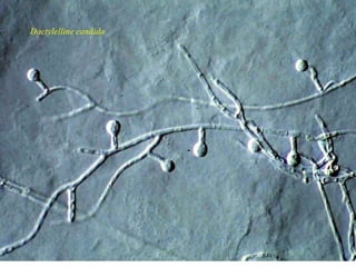 Dactylelline candida
 