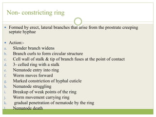 Non- constricting ring
 Formed by erect, lateral branches that arise from the prostrate creeping
septate hyphae
 Action:-
a. Slender branch widens
b. Branch curls to form circular structure
c. Cell wall of stalk & tip of branch fuses at the point of contact
d. 3- celled ring with a stalk
e. Nematode entry into ring
f. Worm moves forward
g. Marked constriction of hyphal cuticle
h. Nematode struggling
i. Breakup of weak points of the ring
j. Worm movement carrying ring
k. gradual penetration of nematode by the ring
l. Nematode death
 