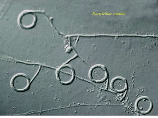 Dactylelline candida
 