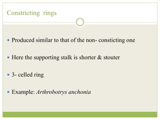 Constricting rings
 Produced similar to that of the non- consticting one
 Here the supporting stalk is shorter & stouter
 3- celled ring
 Example: Arthrobotrys anchonia
 