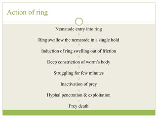 Action of ring
Nematode entry into ring
Ring swallow the nematode in a single hold
Induction of ring swelling out of friction
Deep constriction of worm’s body
Struggling for few minutes
Inactivation of prey
Hyphal penetration & exploitation
Prey death
 
