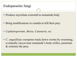 Endoparasitic fungi
 Produce mycelium externall to nematode body
 Bring modifications in conidia to kill their prey
 Cephalosporium, Meria, Catenaria, etc.
 C. anguillulae zoospores track down worms by swarming,
eventually encyst near nematode’s body orifice, penetrate
& colonize the prey.
 