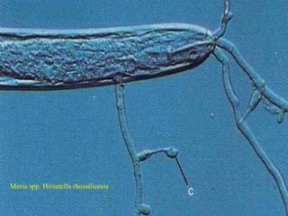 Meria spp. Hirsutella rhossiliensis
 