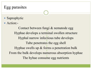 Egg parasites
 Saprophytic
 Action:-
Contact between fungi & nematode egg
Hyphae develops a terminal swollen structure
Hyphal narrow infectious tube develops
Tube penetrates the egg shell
Hyphae swells up & forms a penetration bulk
From the bulk develops numerous absorption hyphae
The hyhae consume egg nutrients
 