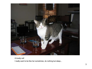 A lovely cat! I really want to be like her sometimes, do nothing but sleep... 