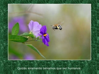 Quizás solamente teníamos que ser humanos. 