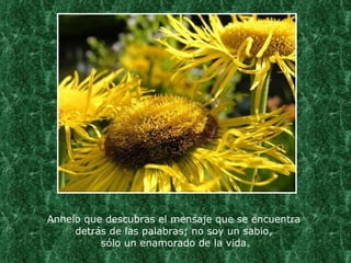Anhelo que descubras el mensaje que se encuentra  detrás de las palabras; no soy un sabio,  sólo un enamorado de la vida. 