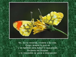 No, no te resistas, ríndete a la vida.  Quien acepta lo que es  y se habilita para hacer lo que puede, encarna las utopías  y lo imposible se pone a disposición . 